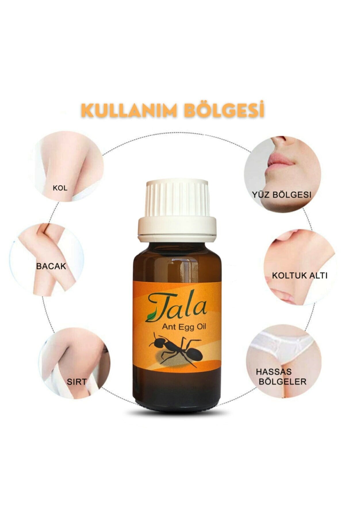 Ant Egg Oil 6 Pieces